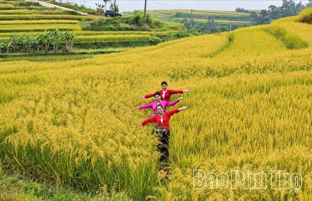 Thuong Coc Actively Prepares for the 2026 Mien Doi Terraced Field Festival