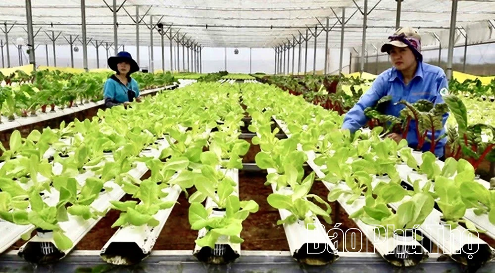 Nông dân Phú Thọ bắt nhịp chuyển đổi số