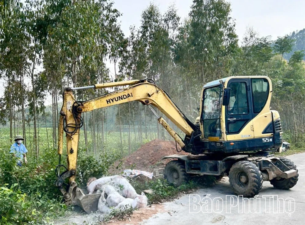 Lập Thạch xử lý vụ vứt 18 con lợn chết ra môi trường