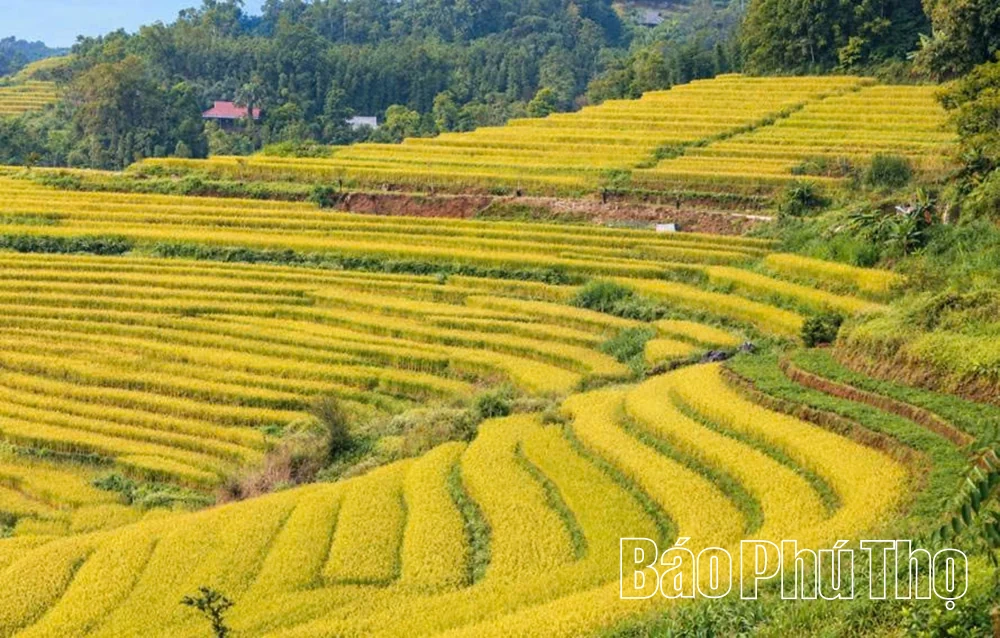 Thượng Cốc tích cực chuẩn bị cho Lễ hội ruộng bậc thang Miền Đồi năm 2026