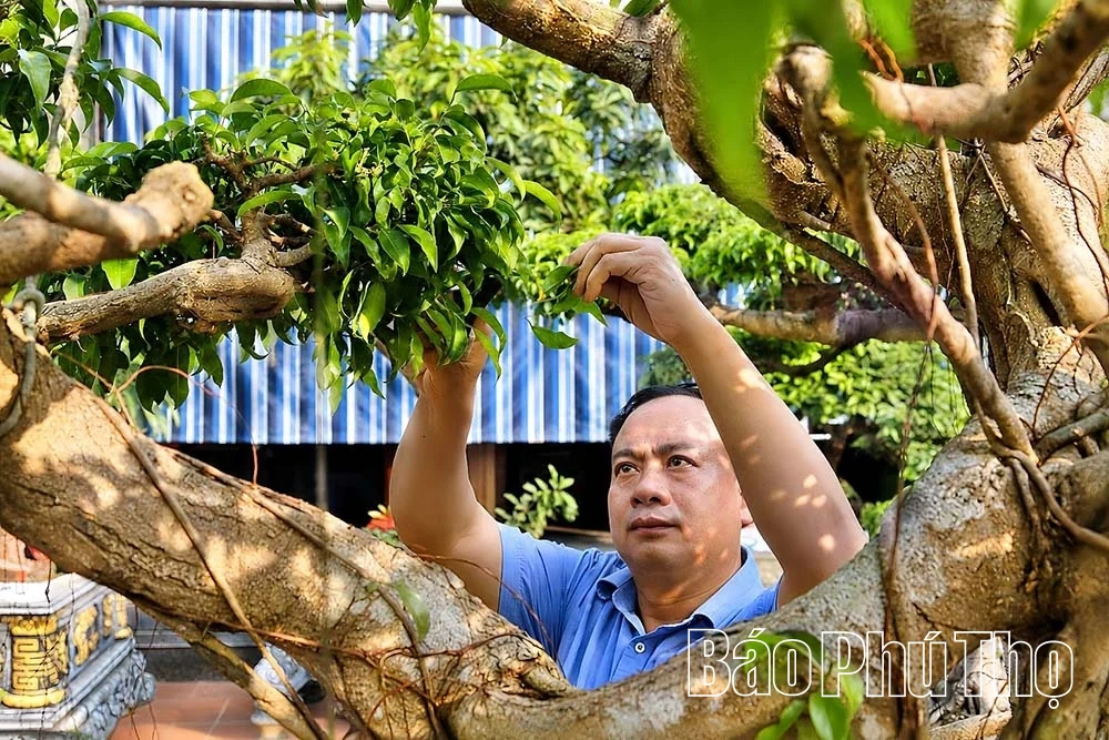Thú chơi cây cảnh ở miền quê Sông Lô