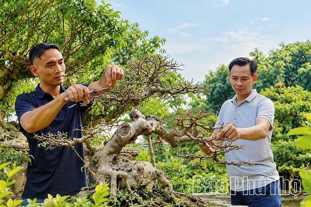 Thú chơi cây cảnh ở miền quê Sông Lô