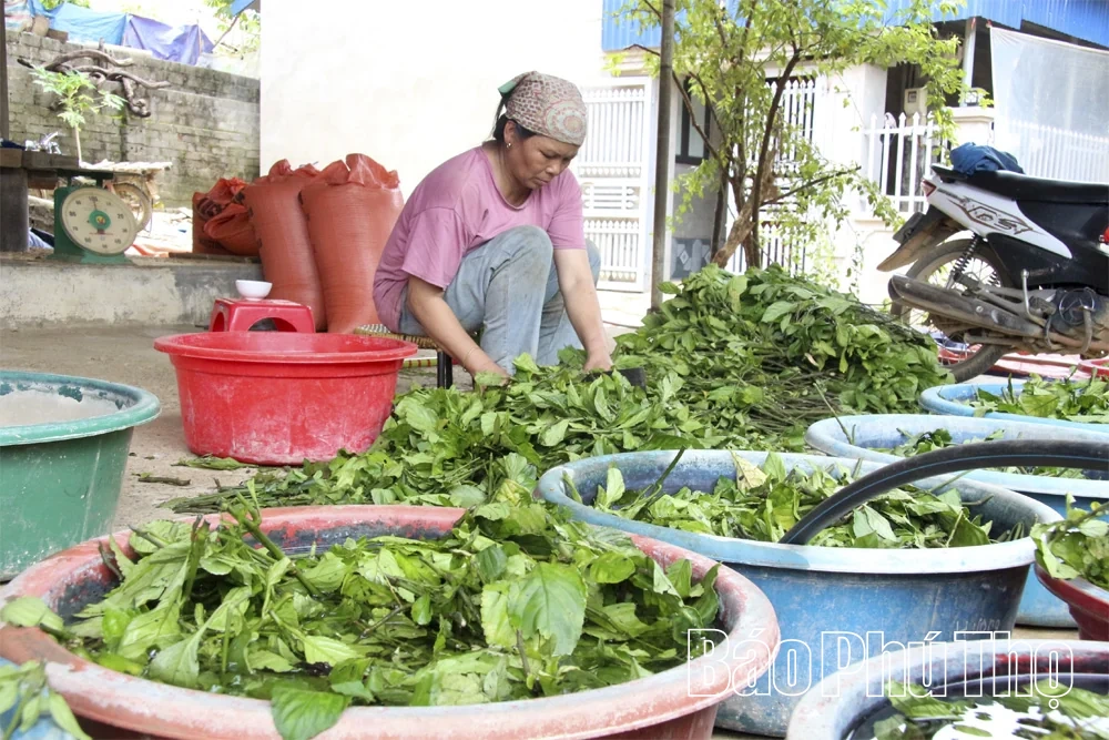 Đánh thức nguồn dược liệu bản địa trong chăm sóc sức khỏe Nhân dân
