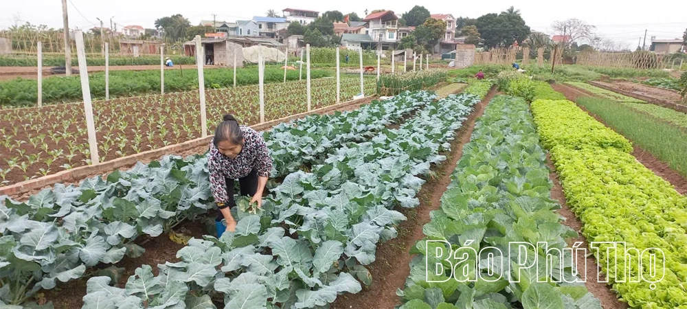 Kết nối để hợp tác xã phát triển bền vững
