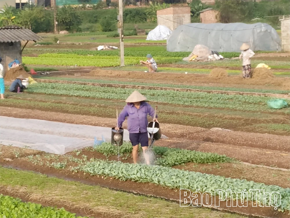 Yên Kỳ thúc đẩy sản xuất vụ Đông