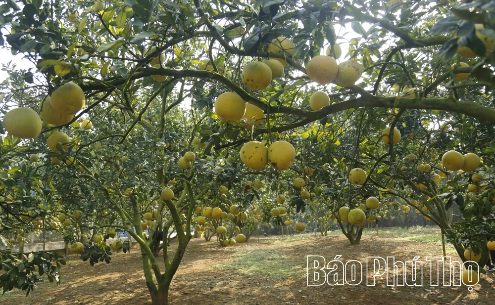 Trải nghiệm sản vật tiến Vua