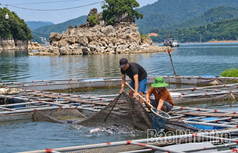 Giữ sinh kế giữa vùng hồ Tiền Phong
