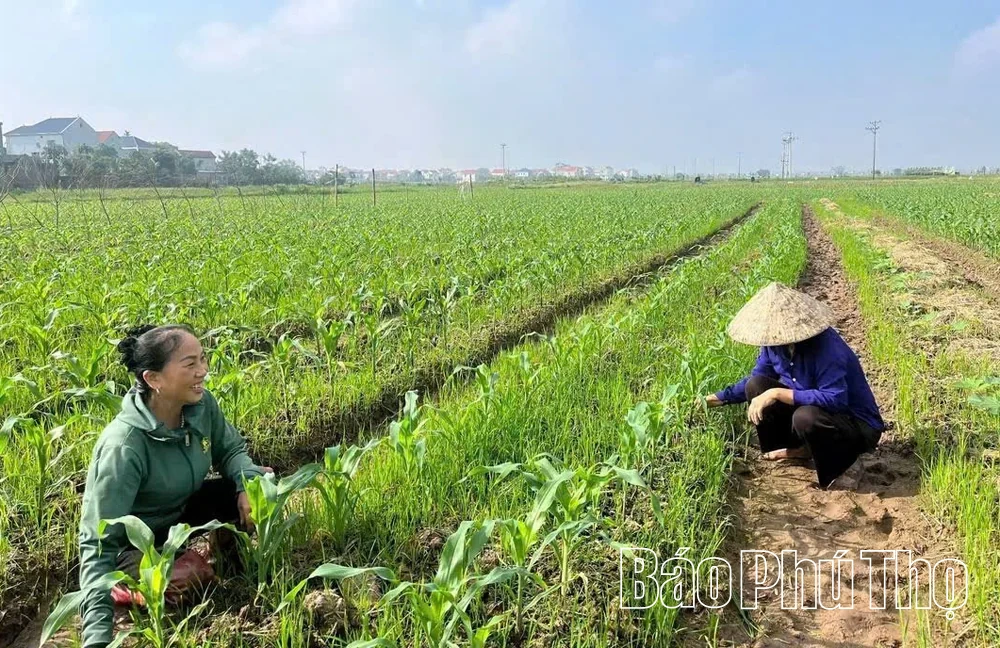 Tích cực chăm sóc rau màu vụ Đông