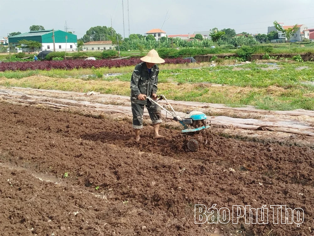 Nâng cao hiệu quả sản xuất vụ Đông