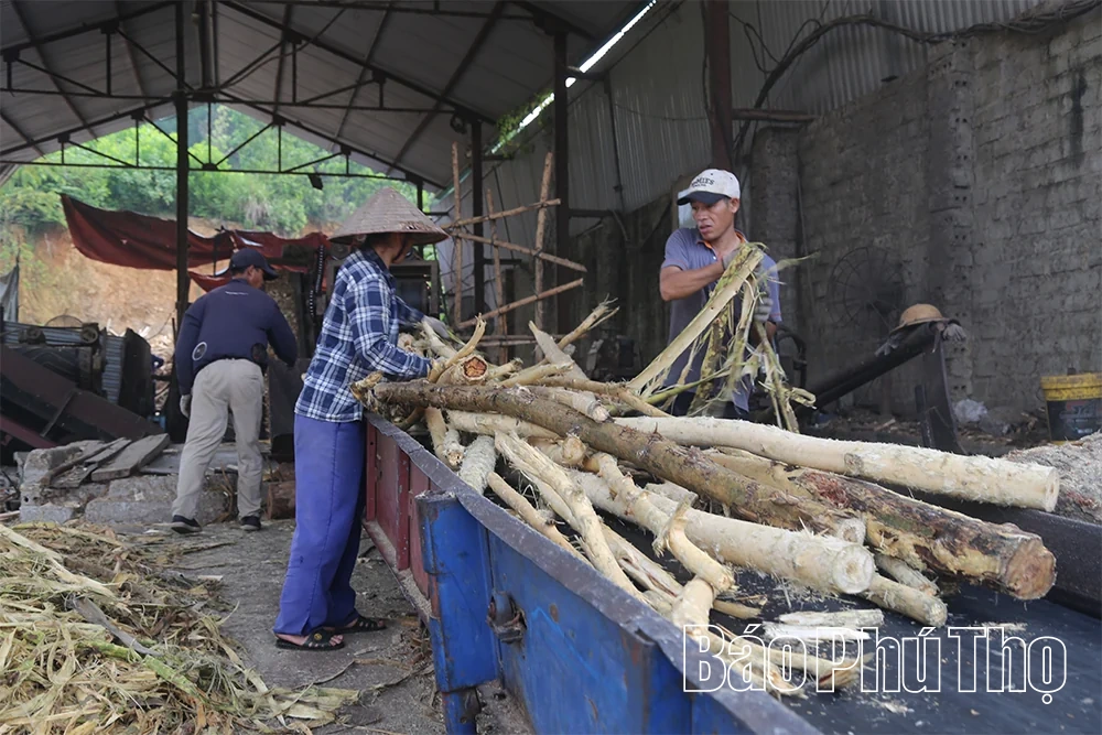 Nghề chế biến gỗ ở Tây Cốc