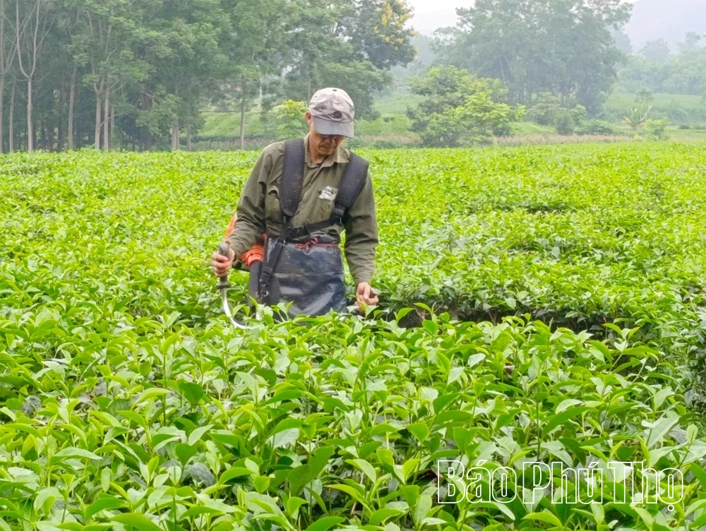 Phát triển kinh tế ở Yên Kỳ