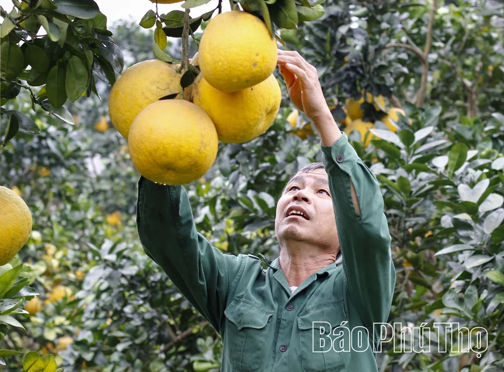 “Thủy lôi” năm xưa, quả ngọt hôm nay