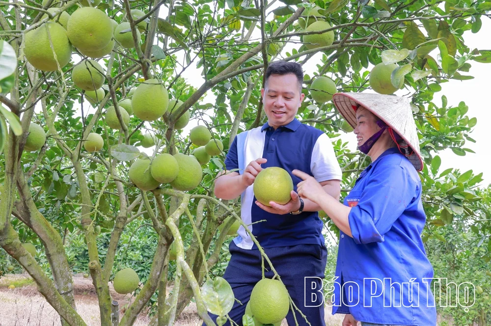 “Thủy lôi” năm xưa, quả ngọt hôm nay