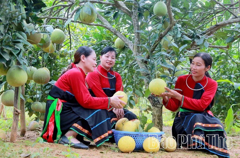 “Thủy lôi” năm xưa, quả ngọt hôm nay