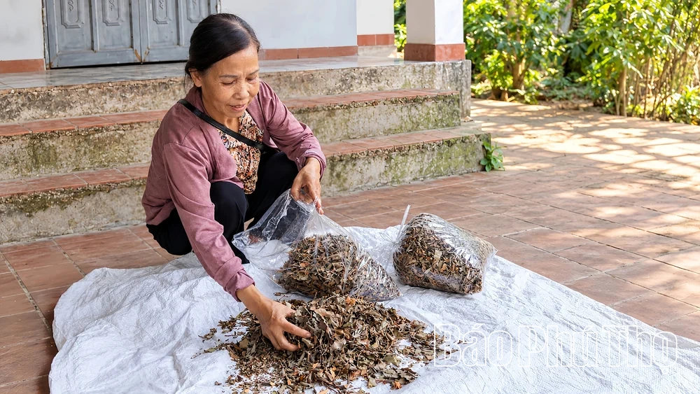 Từ “Lộc trời” đến sản phẩm OCOP