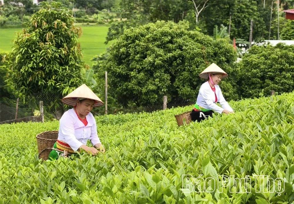 Elevating Tea Plants Linked with Tourism Development