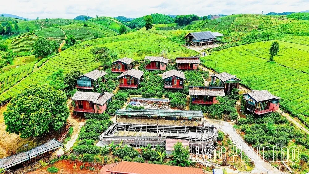 Elevating Tea Plants Linked with Tourism Development