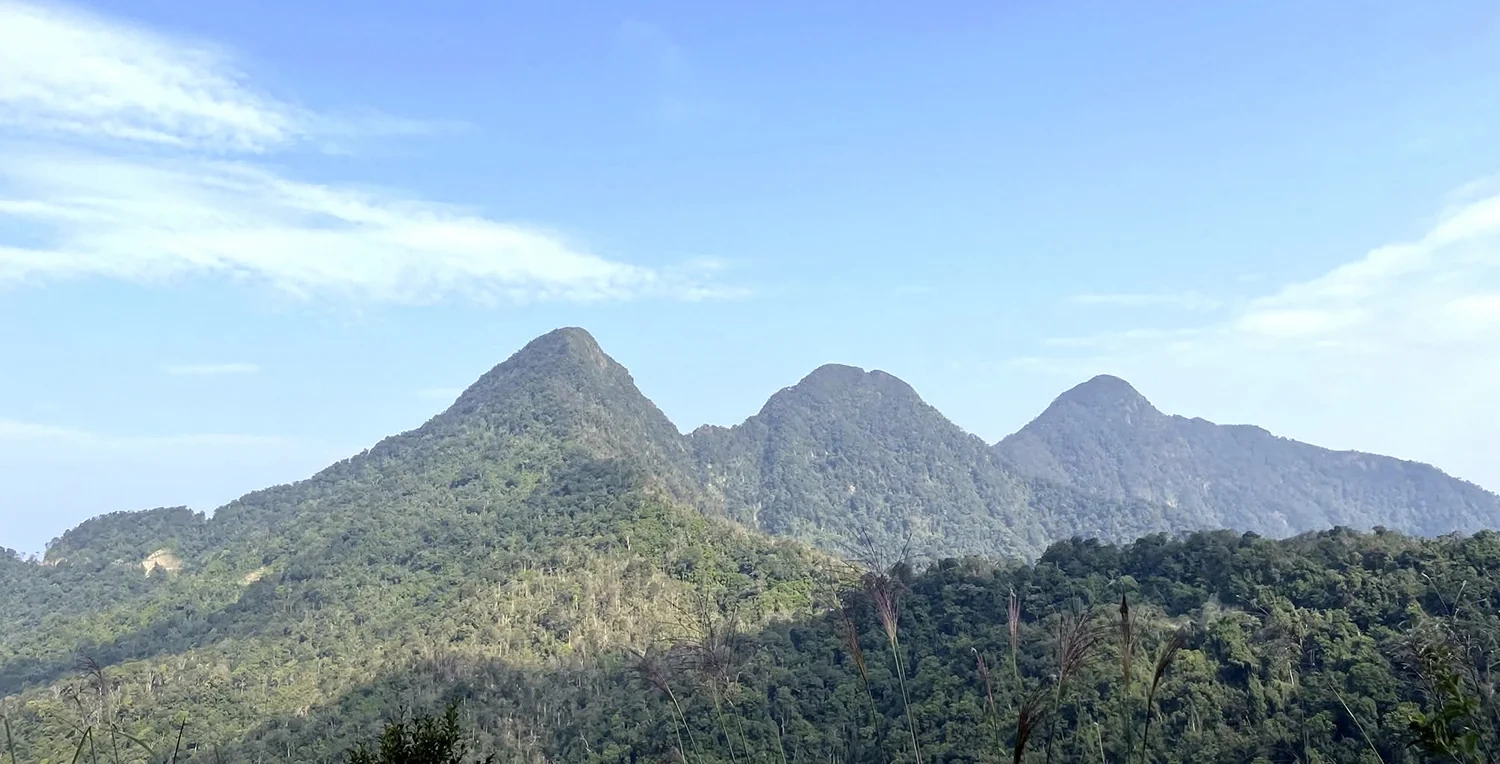 Rừng xanh, sinh kế bền vững