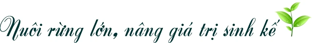 Rừng xanh, sinh kế bền vững
