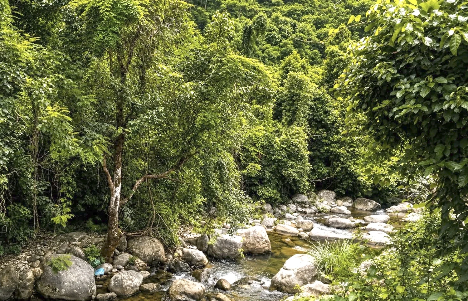 Rừng xanh, sinh kế bền vững