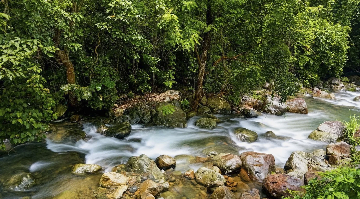 Rừng xanh, sinh kế bền vững