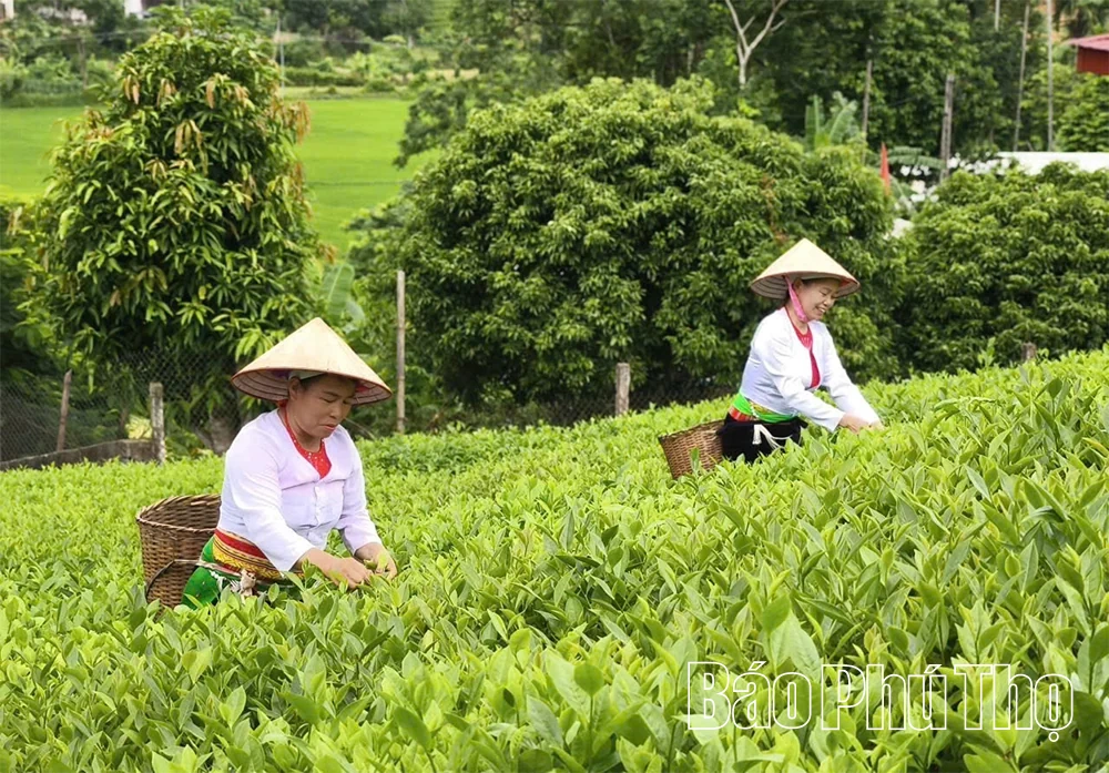 Nâng tầm cây chè gắn với phát triển du lịch