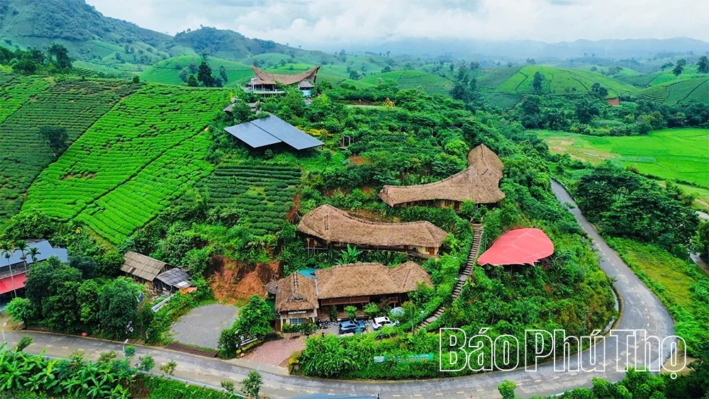 Nâng tầm cây chè gắn với phát triển du lịch