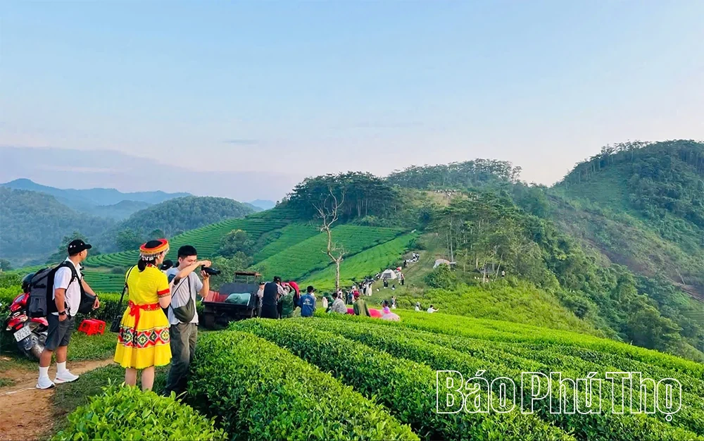Nâng tầm cây chè gắn với phát triển du lịch