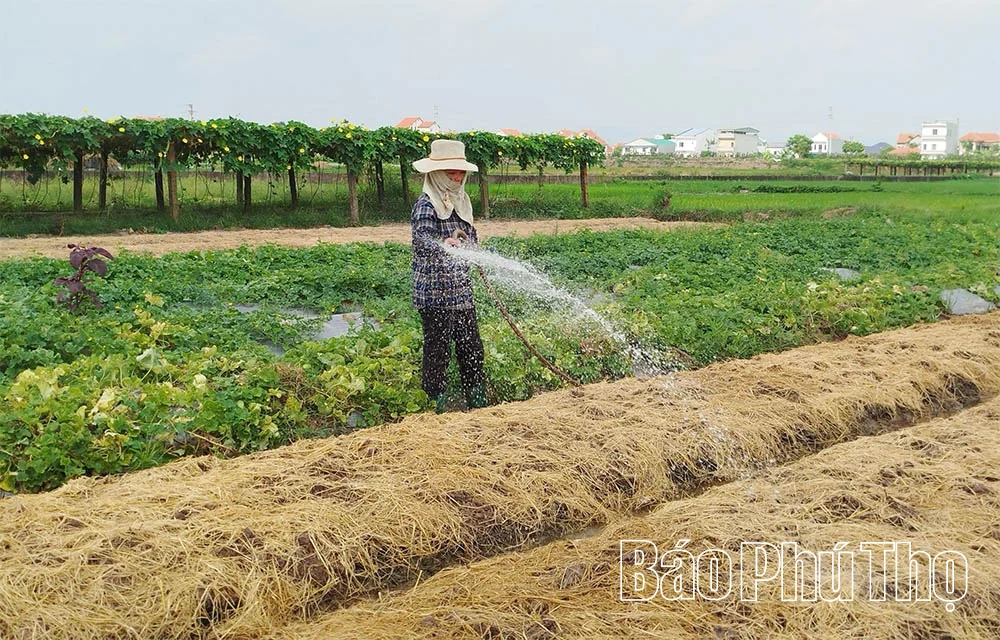 Sản lượng lương thực có hạt của Phú Thọ đạt hơn 1,14 triệu tấn