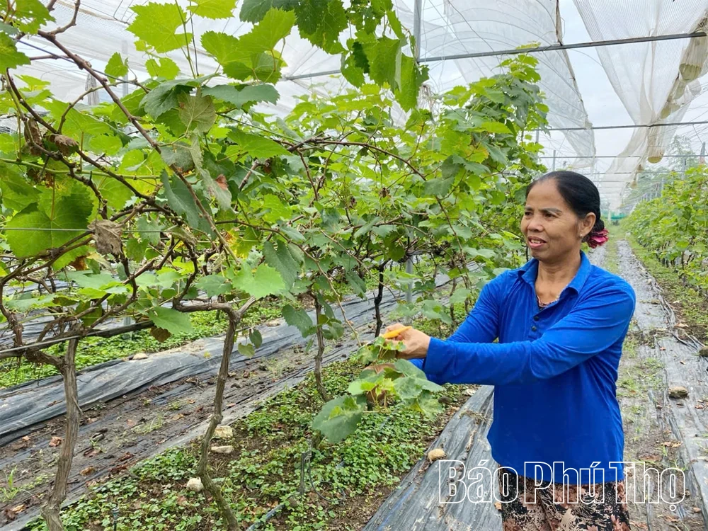 Sản xuất cây đặc sản xen canh hiệu quả