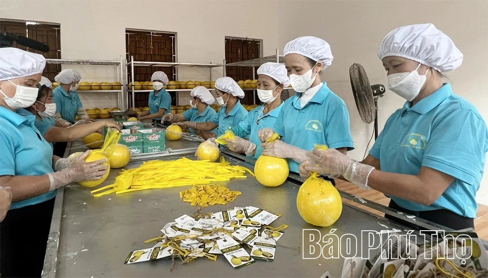 Ứng dụng khoa học công nghệ thúc đẩy hợp tác xã đổi mới