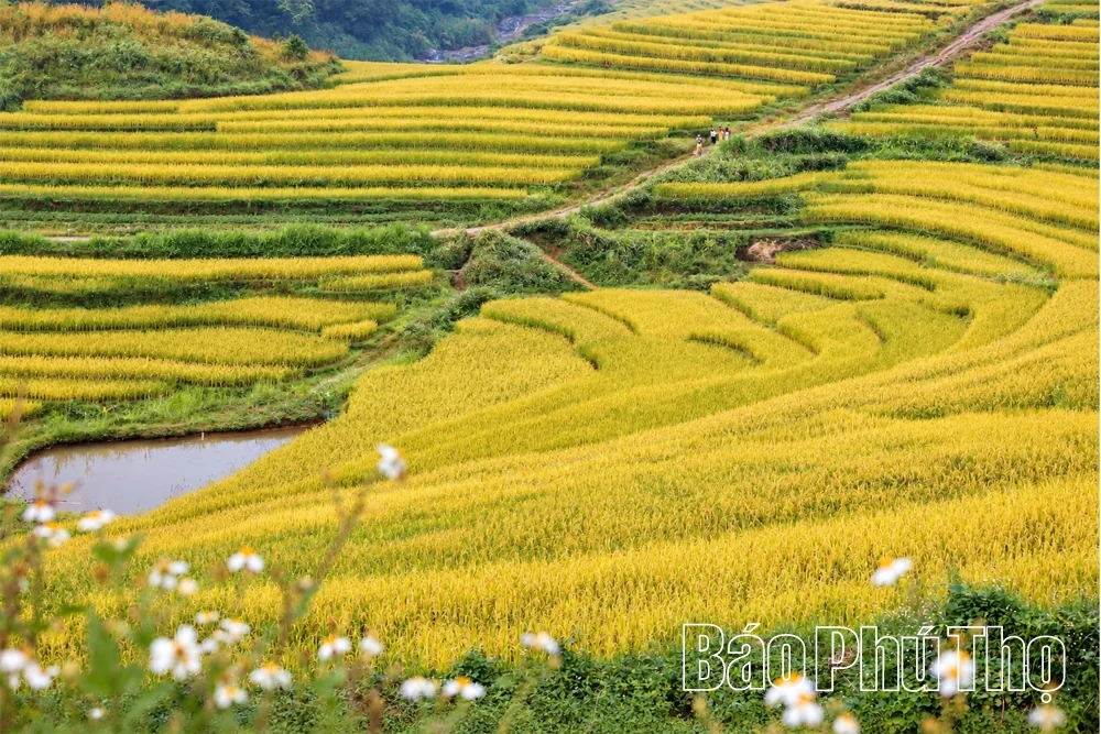 Sắc vàng no ấm