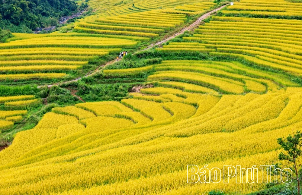 Sắc vàng no ấm