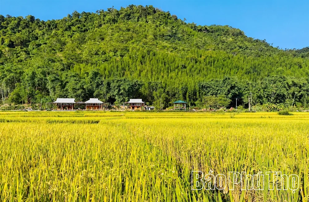Sắc vàng no ấm