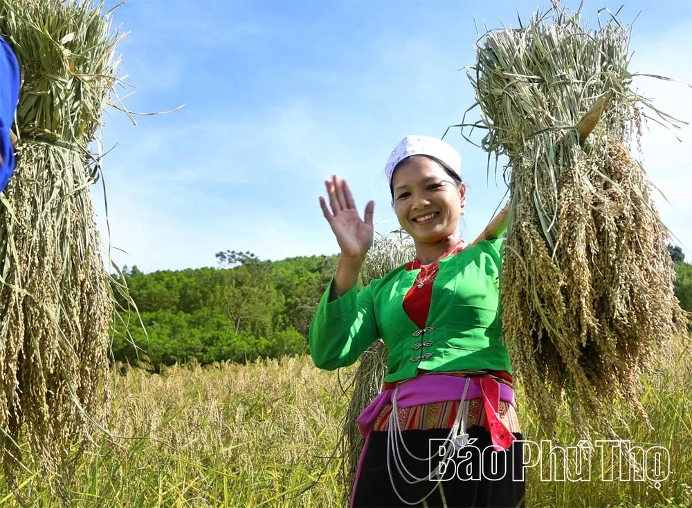 Sắc vàng no ấm