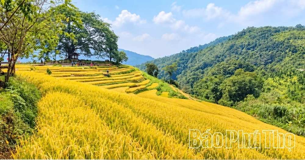 Sắc vàng no ấm