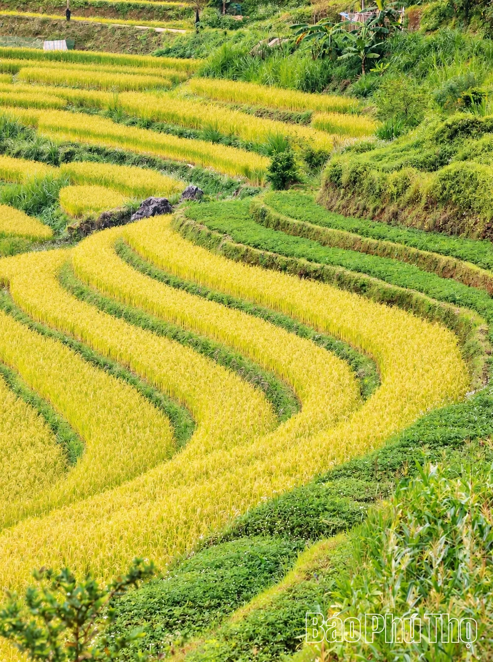 Sắc vàng no ấm
