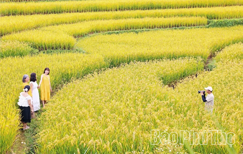 Sắc vàng no ấm
