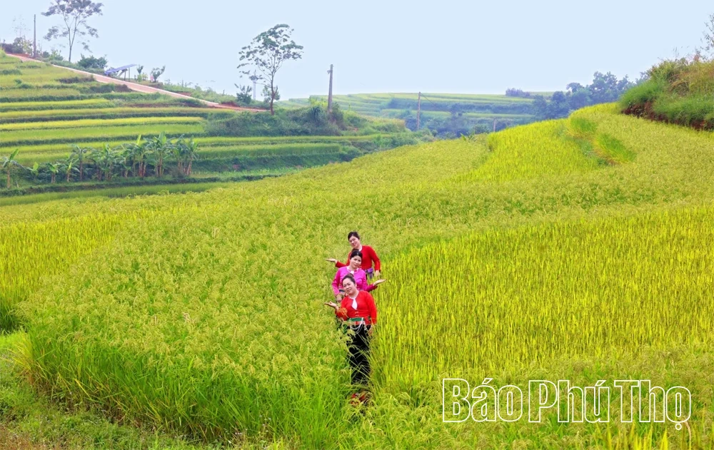 Sắc vàng no ấm