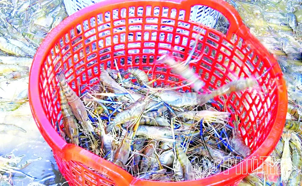 “Khai mỏ” đồng chiêm trũng