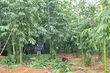 Phu Tho farmers earn hundreds of billions each year from selling leaves