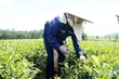 Coming to Yen Son to hear the scent of tea “tell stories”