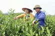 Bat Tien Tea from Long Coc – A Fragrant Specialty of the Ancestral Land