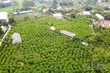 The Story of Bo Ly Custard Apples