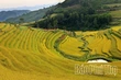 Mien Doi Terraced Fields Festival will take place on October 18–19, 2025