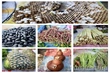 The Allure of Lai Dong Periodic Market