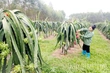Dragon Fruit Thrives on Challenging Land