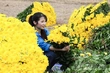 Nhan Vuc Flower Village Bustles for the Lunar New Year Season