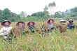 Din Van Sticky Rice: Preserving the Land’s Soul, Nurturing Livelihoods