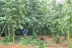 Phu Tho farmers earn hundreds of billions each year from selling leaves